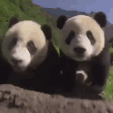 Excited Baby Panda Squealing At The Camera! GIF