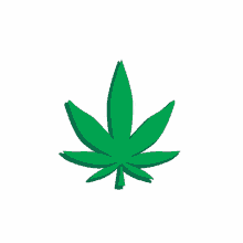 weed marijuana