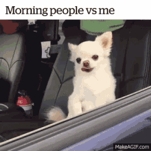morning morning people vs me dogs cute