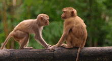 Love Monkey GIF - Love Monkey True GIFs