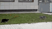 Fear The Cat...Always Fear The Cat GIF - Cats Dogs Attack GIFs