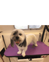 a small dog is sitting on a purple table with its tongue out