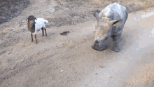 Playing Meet Six Rescued Rhinos That Survived Poaching GIF