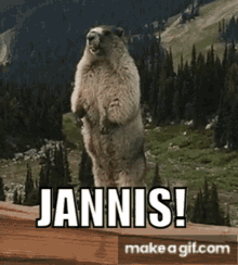 Marmot Marmot Jannis GIF