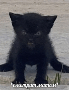 a black kitten is sitting on the ground with a caption in russian that says * смотрим мамом *