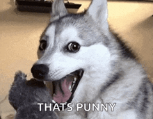 Husky Pun GIF - Husky Pun Dog GIFs