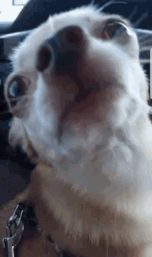 Wow Dog GIF - Wow Dog Stare GIFs
