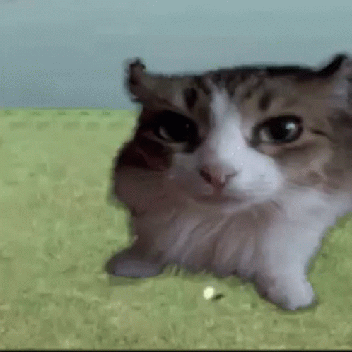 Cat Bomb GIF - Cat Bomb Explosion - Discover & Share GIFs