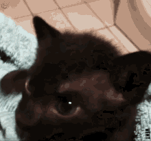 Black Kitten Caturday GIF - Black Kitten Caturday Vfht Caturday GIFs