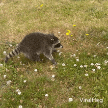 Tail Wagging Raccoon GIF - Tail Wagging Raccoon Viralhog GIFs