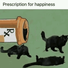 Cat Prescrition For Happiness GIF - Cat Prescrition For Happiness Cute GIFs