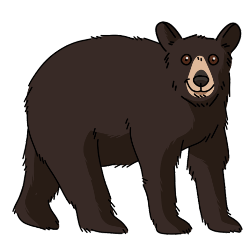 Bear American Black Bear Sticker