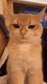 a close up of a cat 's face with a serious look on its face .