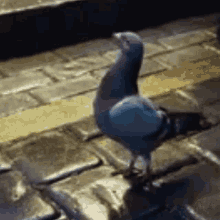awww cute pigeon