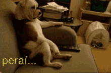 Sofá Cachorro Passear Engraçado GIF - Couch Dog Funny GIFs