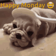 Happy Monday Shocked GIF - Happy Monday Shocked No Way GIFs