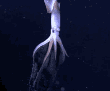 Squid Nature GIF
