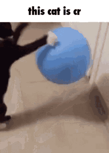 This Cat GIF - This Cat Is GIFs