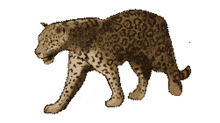 guyana jaguar