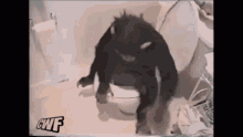 Funny Animals Monkey GIF - Funny Animals Monkey Potty Trained GIFs