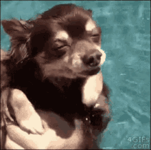 Doggy Cute GIF - Doggy Cute Swim GIFs