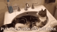 Sink Cat GIF - Sink Cat Water GIFs