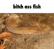 Fish Discord Meme GIF