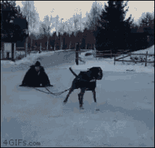 dog sled pull fail