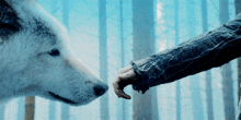 Wolf Sniffing Your Hand White Wolf GIF - Wolf Sniffing Your Hand Wolf White Wolf GIFs