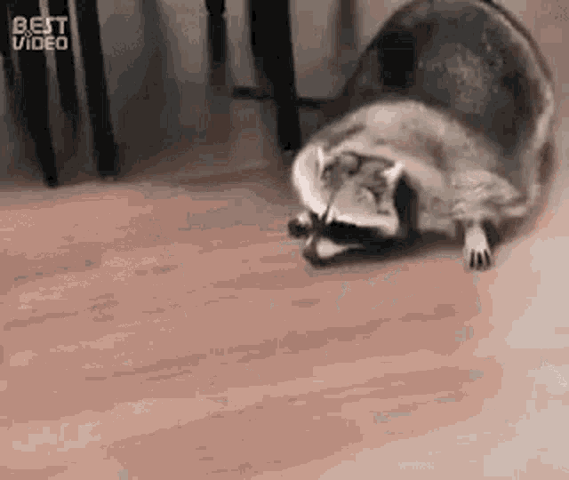 fat-raccoon.gif