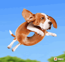 flying dog floppy ears donut body