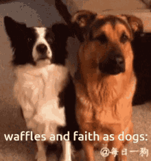 Love Dogs GIF - Love Dogs Waffles GIFs