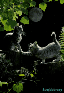 moon strejdobrazy night cat