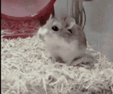 Hamster Spinning GIF - Hamster Spinning Wheel GIFs