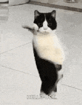 GIF