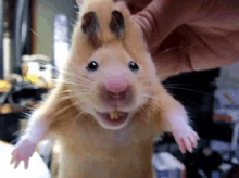 Hamster Sniff - Sniff GIF