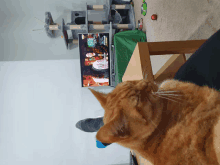 Davethegingetcat GIF - Davethegingetcat GIFs