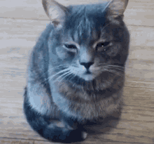 Cat Sad Cat GIF