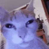 a close up of a cat 's face in a living room .