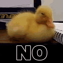 no duck quack nope nah
