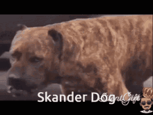Dinostan Skander GIF - Dinostan Skander Skander Dog GIFs