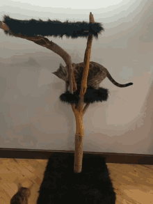 Cat Tree GIF - Cat Tree GIFs