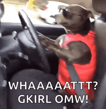 Dog Driving GIF - Dog Driving Car GIFs