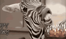 zebra blow