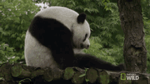 Tongue Flick GIF - Nat Geo Nat Geo Wild Panda Babies GIFs