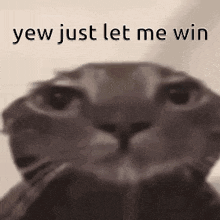 Cat Yewoo GIF - Cat Yewoo Win GIFs
