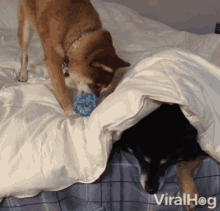 Play With Me Ball GIF - Play With Me Ball Toy GIFs
