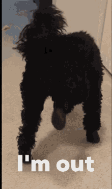 kipo dog cockapoo black cute