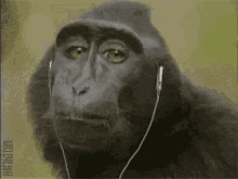 Ripon Monkey GIF - Ripon Monkey Music On GIFs