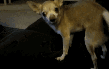 Dog Chihuahua GIF - Dog Chihuahua Puppy GIFs